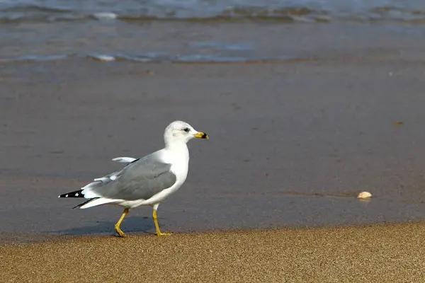 Mouettes Sur Les Rives Méditerranée Dans Nord Israël — Photo