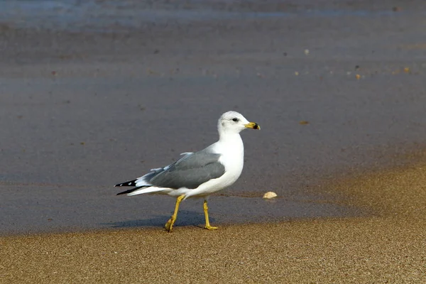 Gaivotas Nas Margens Mediterrâneo Norte Israel — Fotografia de Stock