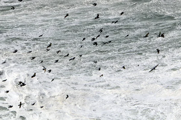在以色列北部地中海沿岸的海鸥 — 图库照片