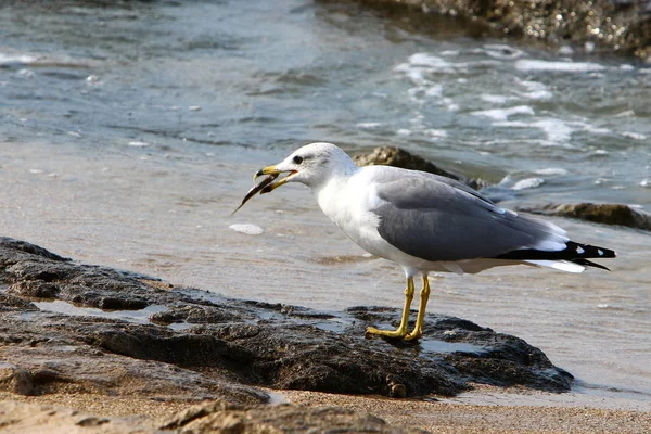 Mouettes Sur Les Rives Méditerranée Dans Nord Israël — Photo