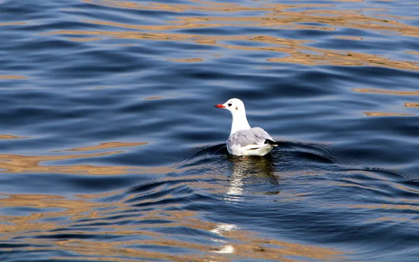 Meeuwen Aan Oevers Van Middellandse Zee Noord Israël — Stockfoto