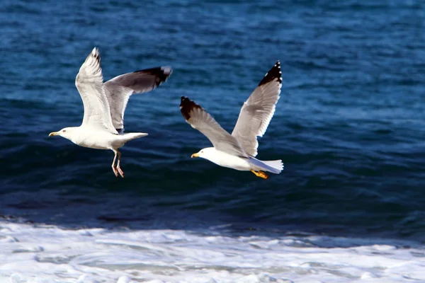 Gaviotas Las Orillas Del Mediterráneo Norte Israel — Foto de Stock