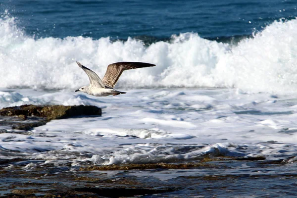 Mouettes Sur Les Rives Méditerranée Dans Nord Israël — Photo