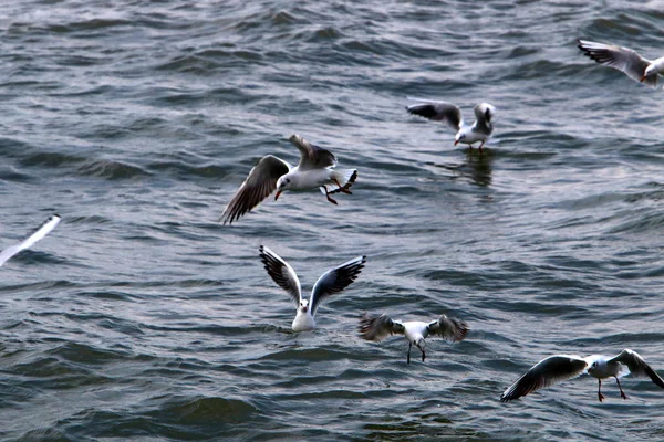 Martılar Kuzey İsrail'Akdeniz kıyısında 