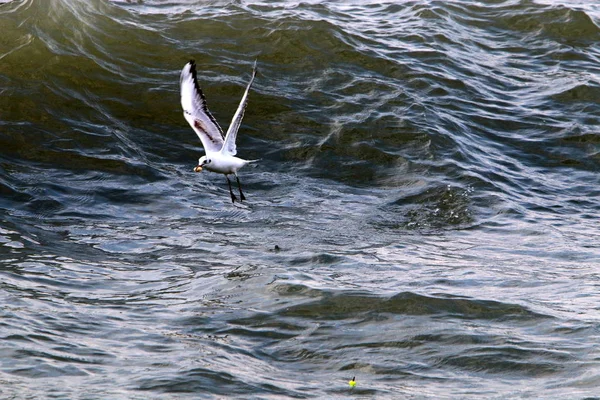 Gaivotas Nas Margens Mediterrâneo Norte Israel — Fotografia de Stock