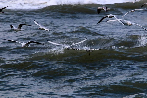 在以色列北部地中海沿岸的海鸥 — 图库照片