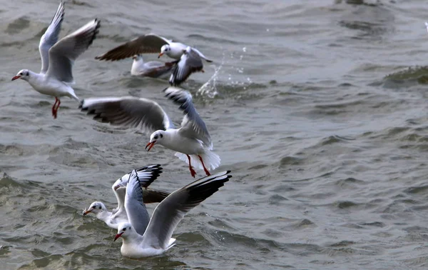 Martılar Kuzey İsrail'Akdeniz kıyısında 