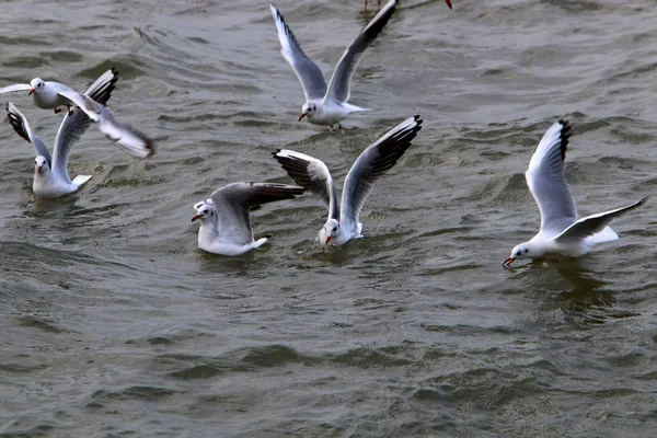 Martılar Kuzey İsrail'Akdeniz kıyısında 
