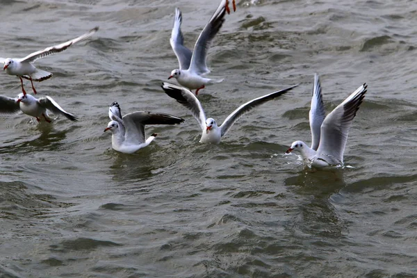 Martılar Kuzey İsrail'Akdeniz kıyısında 