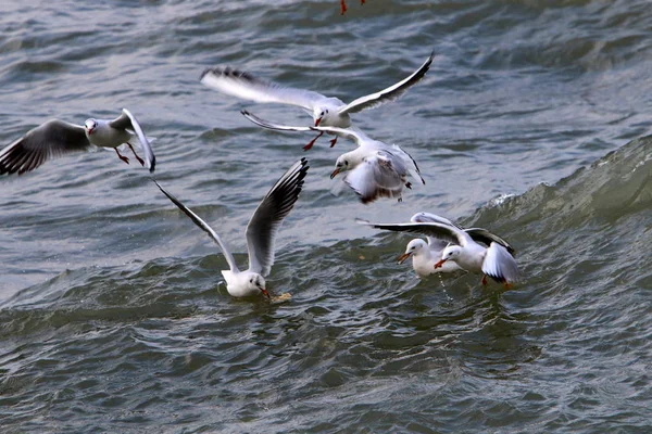 Martılar Kuzey İsrail'Akdeniz kıyısında 