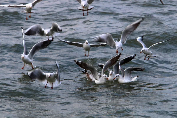 Martılar Kuzey İsrail'Akdeniz kıyısında 