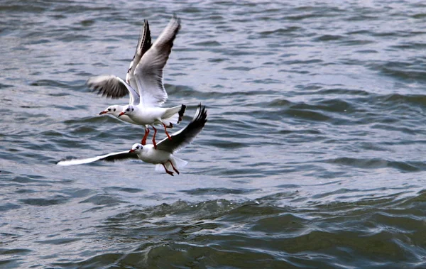Martılar Kuzey İsrail'Akdeniz kıyısında 
