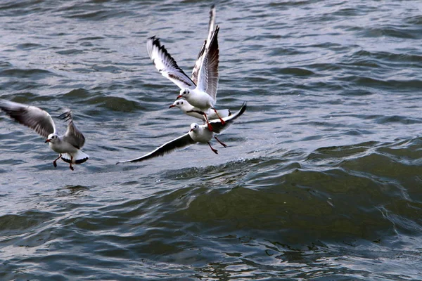 Gaivotas Nas Margens Mediterrâneo Norte Israel — Fotografia de Stock