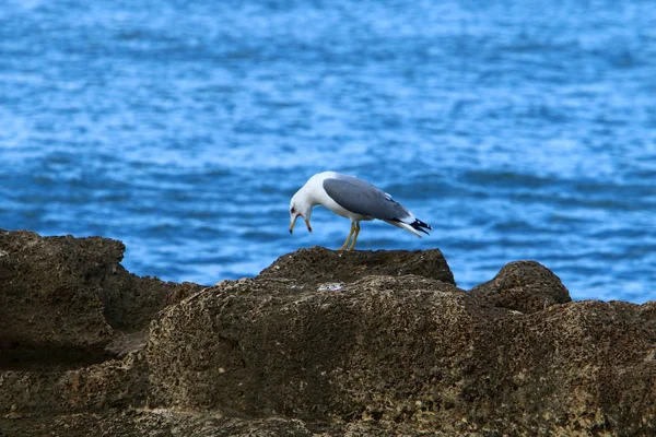 Gaivotas Nas Margens Mediterrâneo Norte Israel — Fotografia de Stock