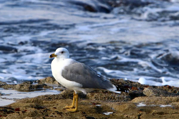 Mouettes Sur Les Rives Méditerranée Dans Nord Israël — Photo