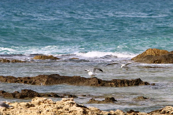 Martılar Kuzey İsrail'Akdeniz kıyısında 