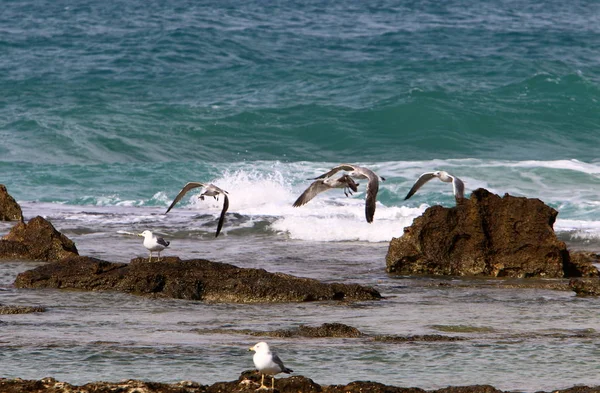Seagulls Shores Mediterranean Northern Israel — Stock Photo, Image