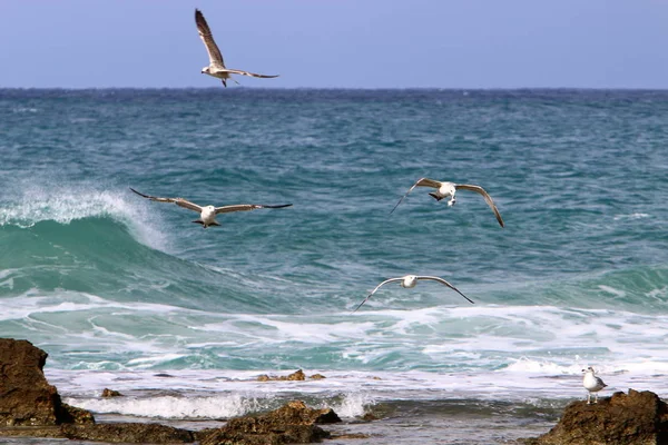 Martılar Kuzey İsrail'Akdeniz kıyısında 