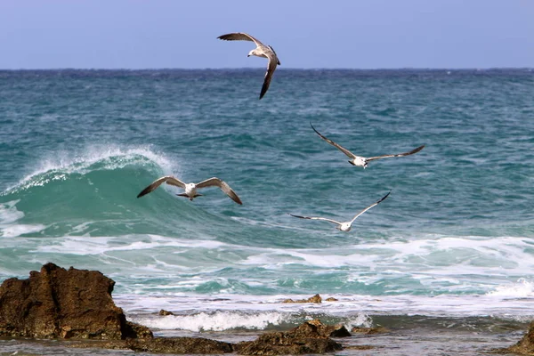 Seagulls Shores Mediterranean Northern Israel — Stock Photo, Image