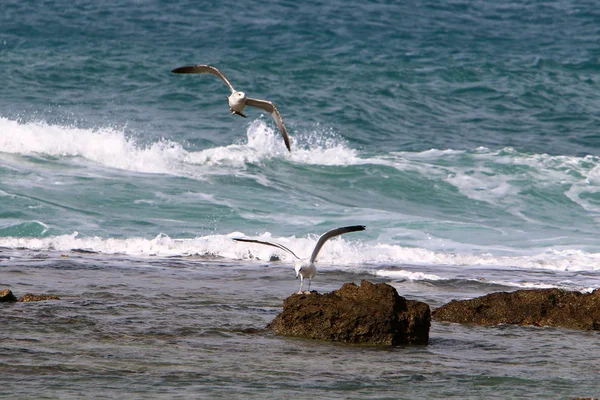 イスラエル北部の地中海の海岸にカモメ — ストック写真