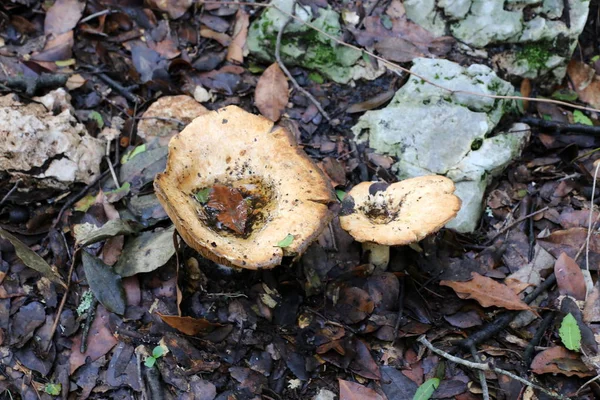 Champignons Israël Décembre Après Fortes Pluies Soleil Est Sorti — Photo