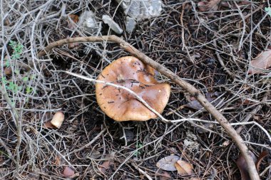 Mantar ağır güneş yağmurdan sonra Aralık ayında İsrail'çıktı 