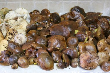 Mantar ağır güneş yağmurdan sonra Aralık ayında İsrail'çıktı 