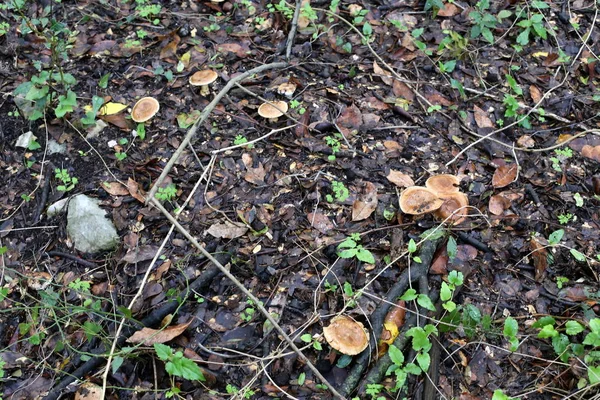 Pilze Dezember Nach Heftigen Regenfällen Kam Die Sonne Heraus — Stockfoto