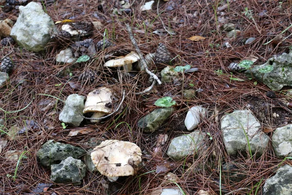 Champignons Israël Décembre Après Fortes Pluies Soleil Est Sorti — Photo