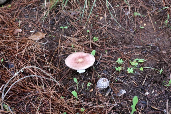 Paddestoelen Israël December Zware Zon Regent Kwam — Stockfoto