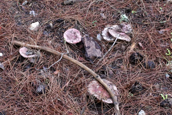 Champignons Israël Décembre Après Fortes Pluies Soleil Est Sorti — Photo