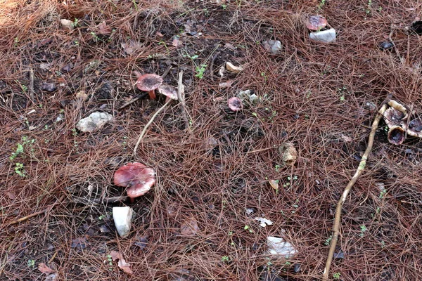 Cogumelos Israel Dezembro Depois Fortes Chuvas Sol Saiu — Fotografia de Stock