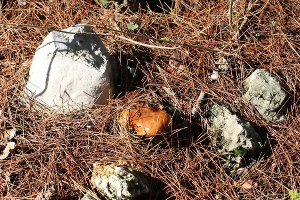 Champignons Israël Décembre Après Fortes Pluies Soleil Est Sorti — Photo