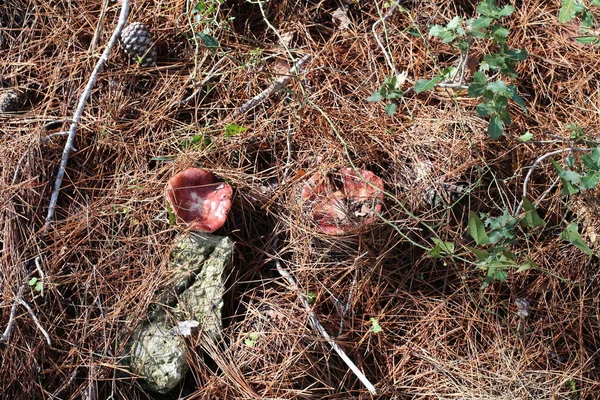 Champignons Israël Décembre Après Fortes Pluies Soleil Est Sorti — Photo