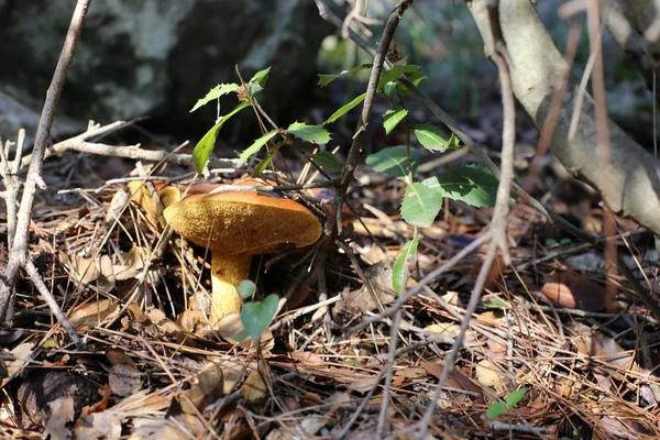 Funghi Israele Nel Mese Dicembre Dopo Forti Piogge Uscito Sole — Foto Stock