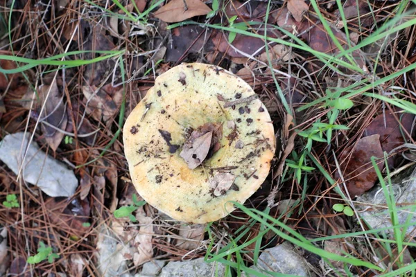 Champignons Israël Décembre Après Fortes Pluies Soleil Est Sorti — Photo