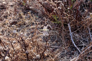 böcek - küçük omurgasız eklem bacaklılar 
