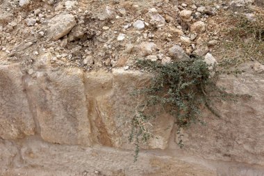 kum ve taşların üzerinde zor koşullarda yeşil bitkiler ve çiçekler büyüdü 