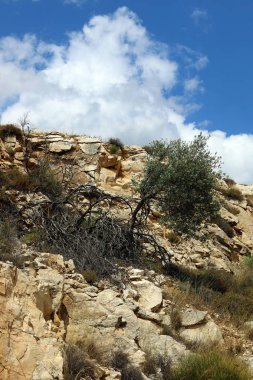 kum ve taşların üzerinde zor koşullarda yeşil bitkiler ve çiçekler büyüdü 
