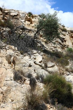 kum ve taşların üzerinde zor koşullarda yeşil bitkiler ve çiçekler büyüdü 