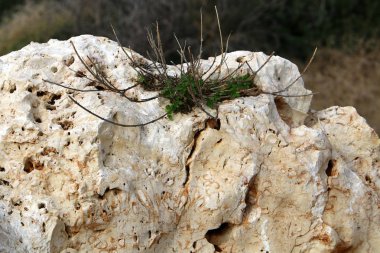 kum ve taşların üzerinde zor koşullarda yeşil bitkiler ve çiçekler büyüdü 