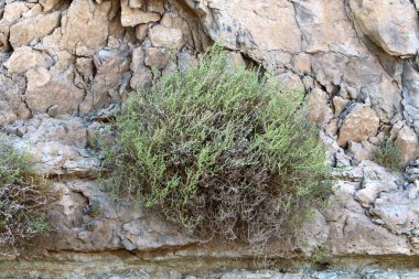 kum ve taşların üzerinde zor koşullarda yeşil bitkiler ve çiçekler büyüdü 