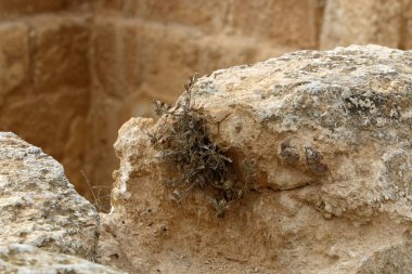 kum ve taşların üzerinde zor koşullarda yeşil bitkiler ve çiçekler büyüdü 