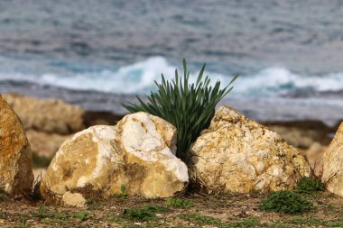 kum ve taşların üzerinde zor koşullarda yeşil bitkiler ve çiçekler büyüdü 