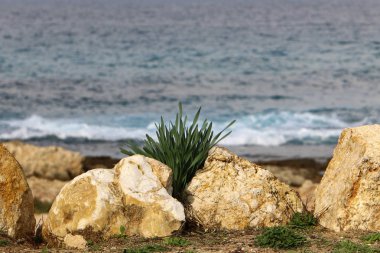kum ve taşların üzerinde zor koşullarda yeşil bitkiler ve çiçekler büyüdü 