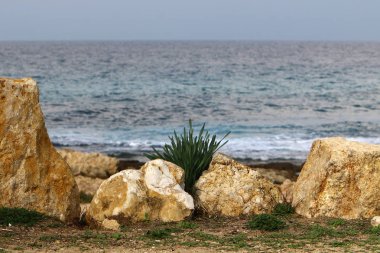 kum ve taşların üzerinde zor koşullarda yeşil bitkiler ve çiçekler büyüdü 