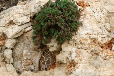kum ve taşların üzerinde zor koşullarda yeşil bitkiler ve çiçekler büyüdü 
