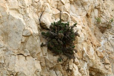 kum ve taşların üzerinde zor koşullarda yeşil bitkiler ve çiçekler büyüdü 