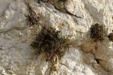 kum ve taşların üzerinde zor koşullarda yeşil bitkiler ve çiçekler büyüdü 