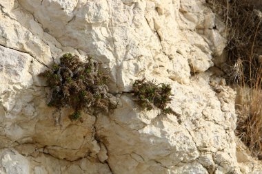 kum ve taşların üzerinde zor koşullarda yeşil bitkiler ve çiçekler büyüdü 